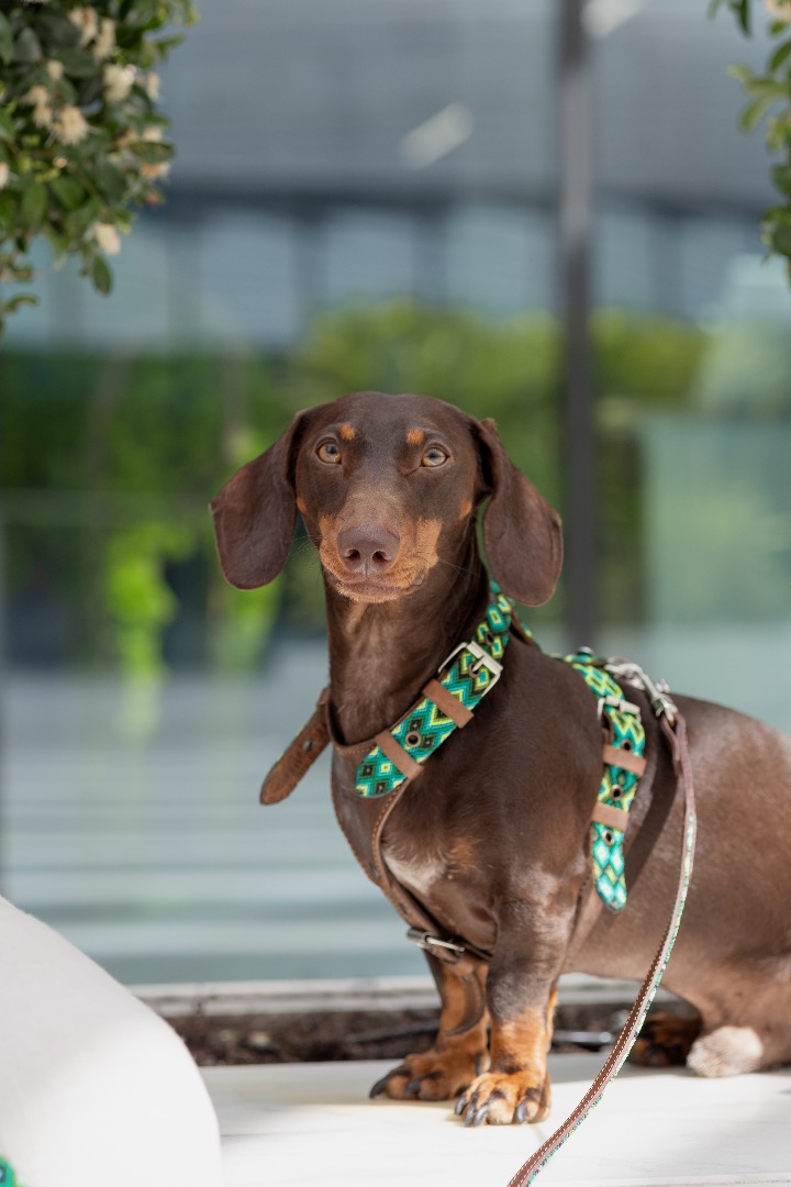 PawItUpAbril24_9168-6713a2856421a