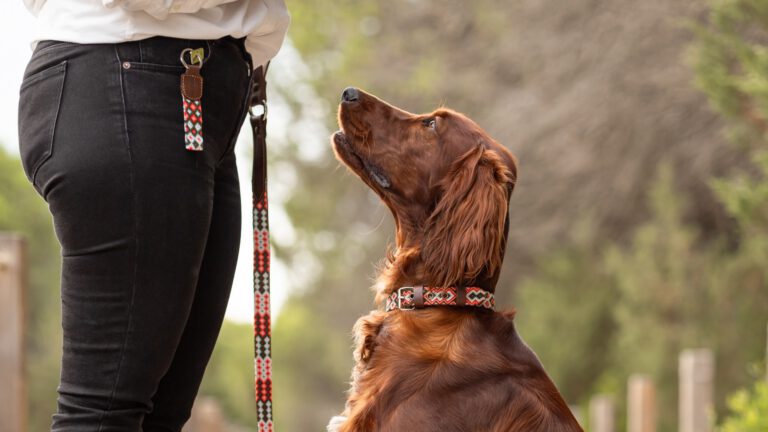 PawItUpJulho_0328-6713a26eb5249